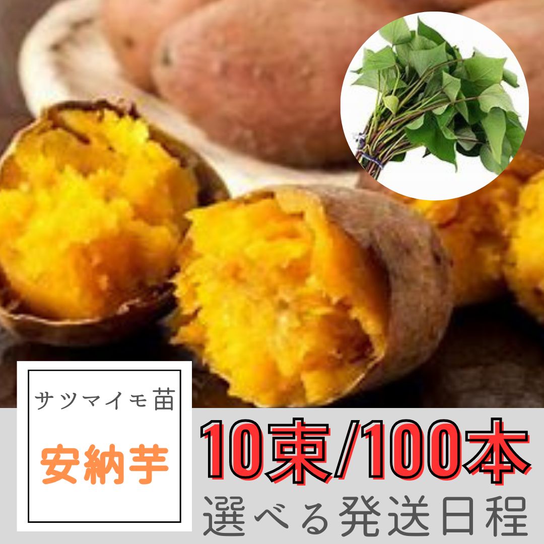 サツマイモ苗 安納芋 10束|100本