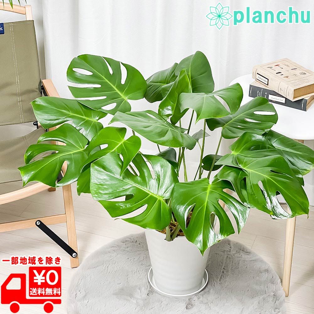 PLANCHU 観葉植物 モンステラ 7号鉢 受け皿付き 育て方説明書付き Monstera アロイド 大鉢 充実株