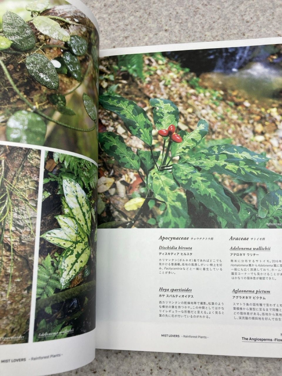 mist lovers　rainforest　plants 長谷　圭佑 mist lovers rainforest plants 長谷 圭佑