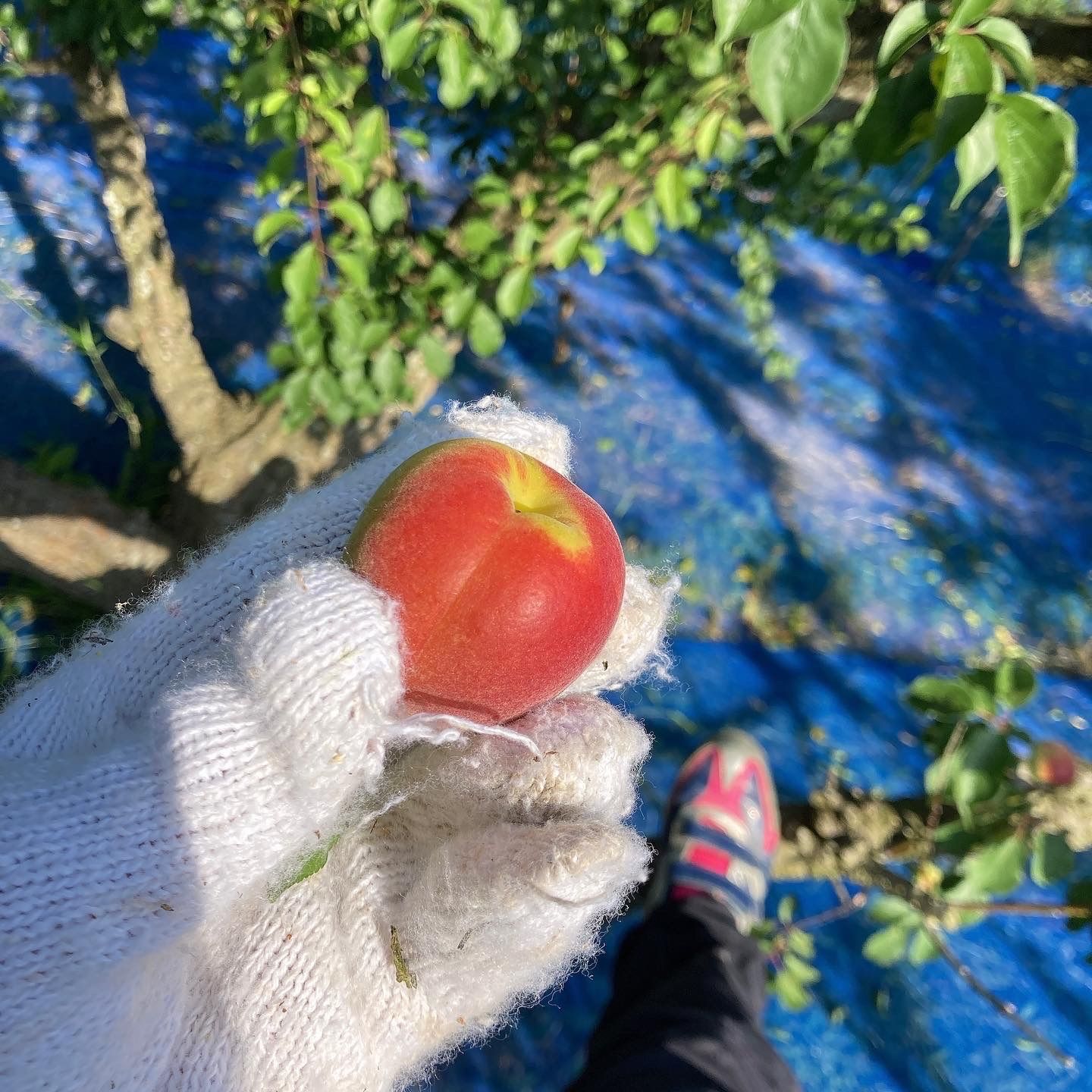 【青梅】訳あり　超特大　紀州南高梅　1㎏　※数に限りがございます。