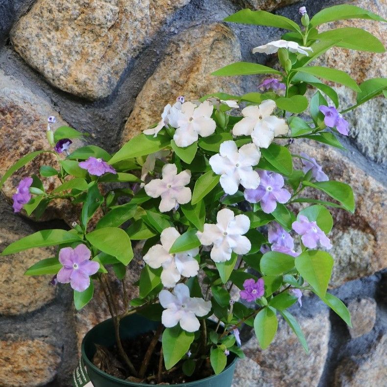 ニオイバンマツリ 5号鉢 【1鉢販売】 鉢花 寄せ植え 花壇 鉢植え 