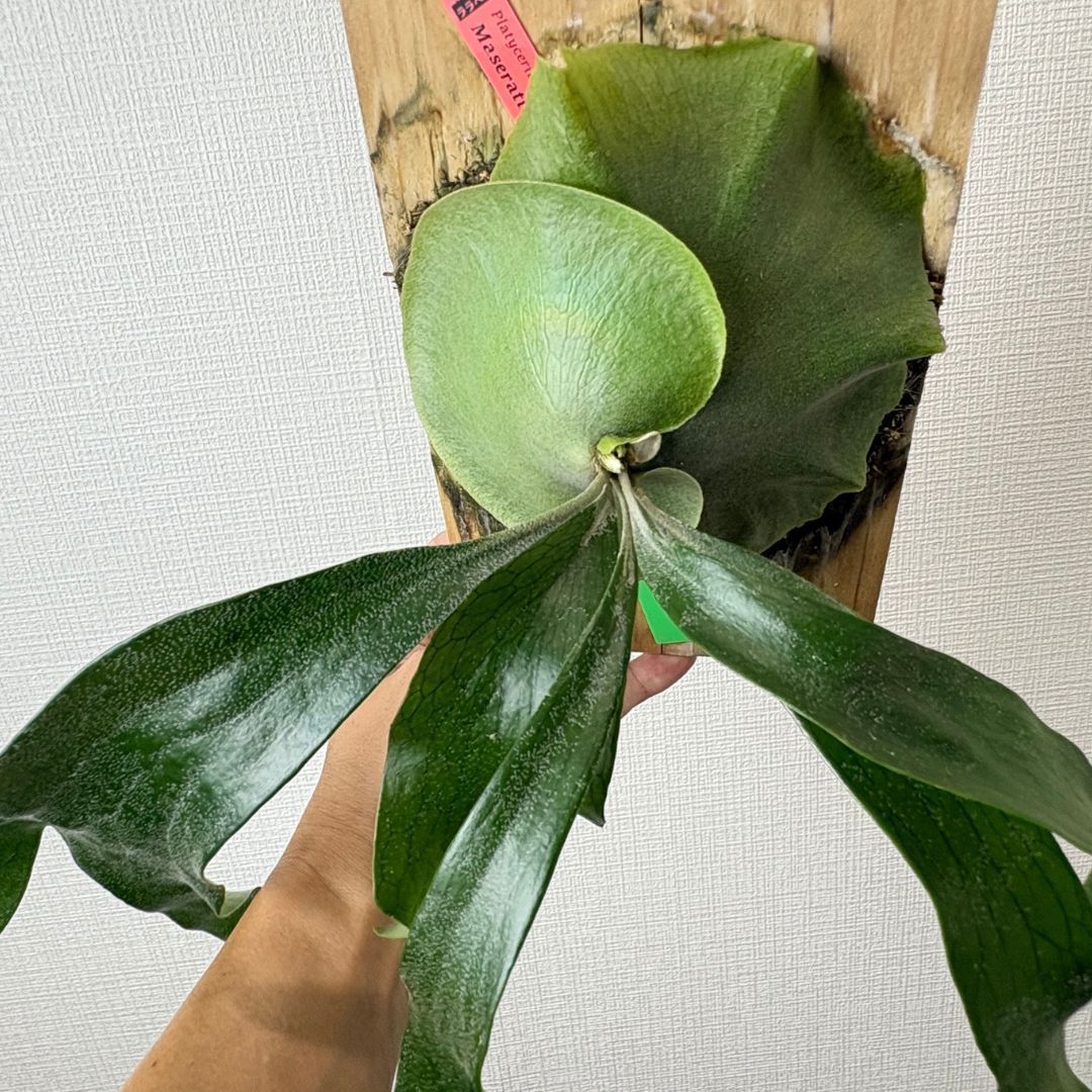 P. Maserati マセラティ◇ビカクシダ（コウモリラン） - メルカリ