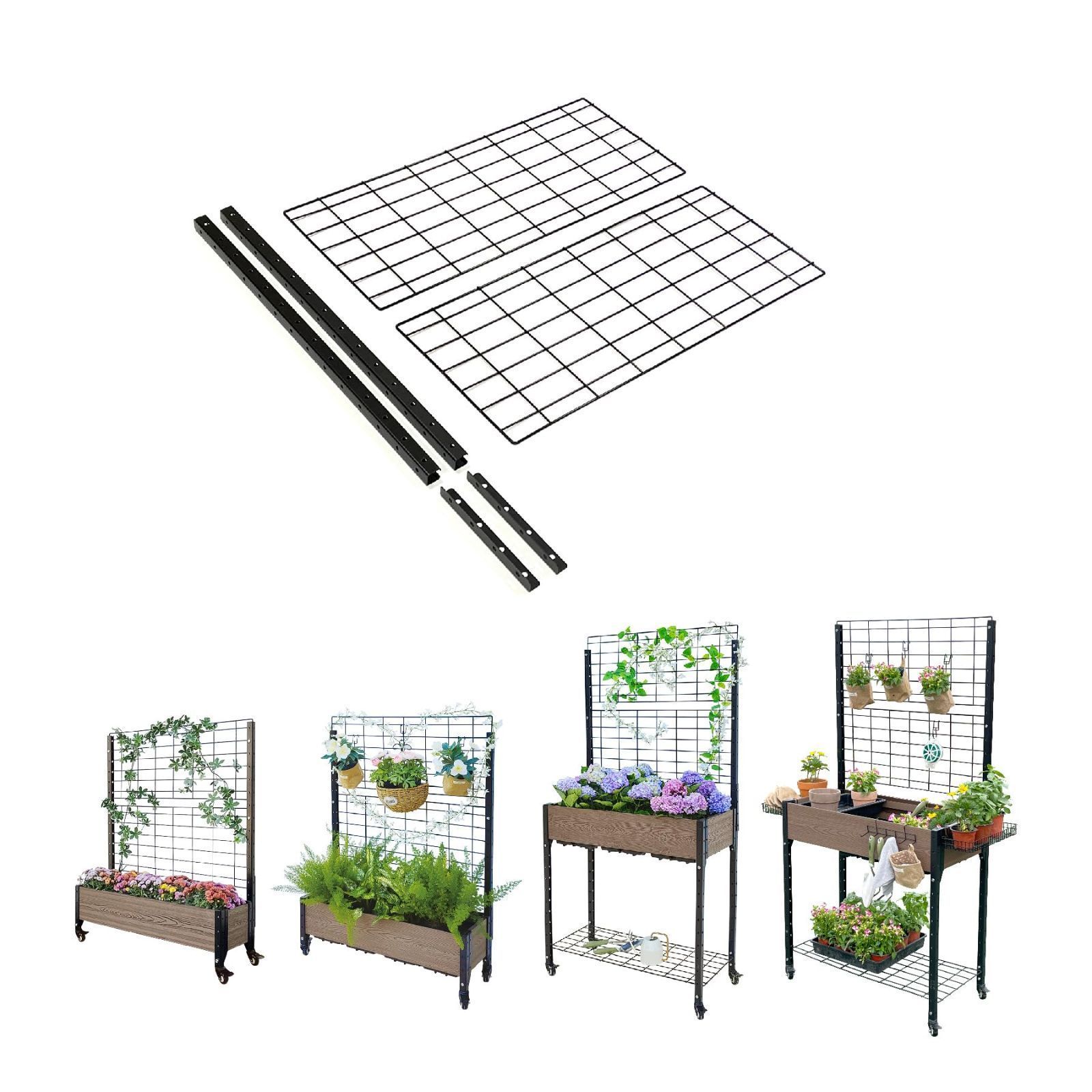 ➄ イワヒバ ( 岩松 ） 首長最上株物 30年以上物 コニファー 多幹樹