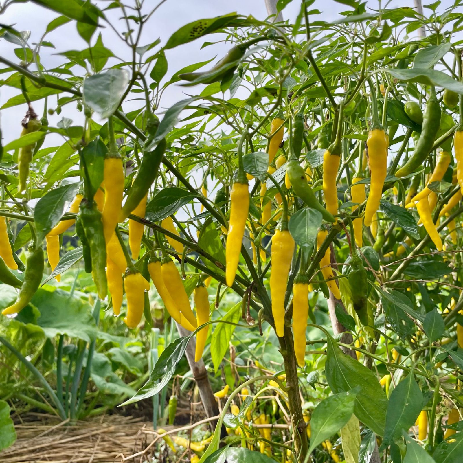 固定種】万願寺・黄唐辛子種子2種×20粒｜無農薬栽培 - メルカリ