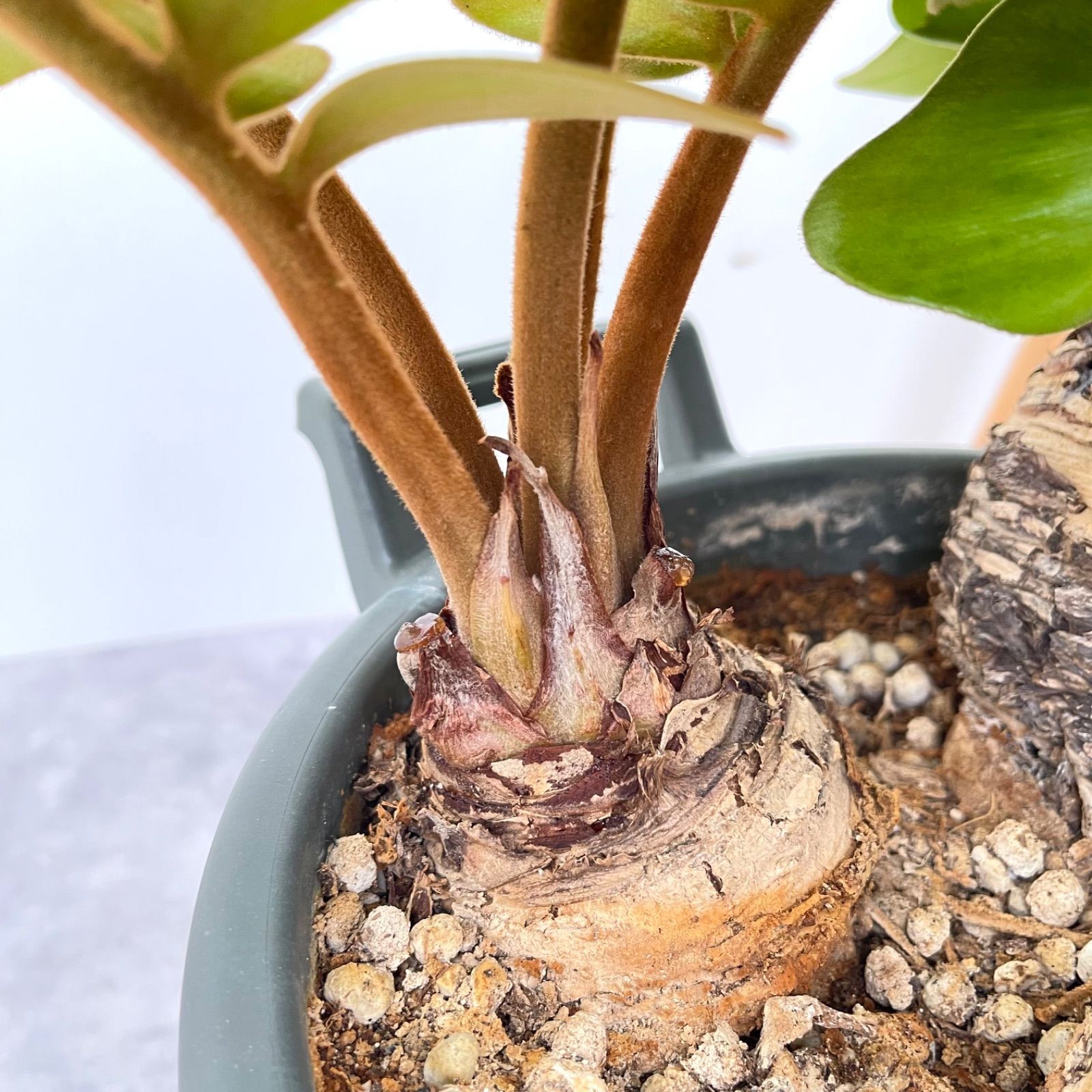 ザミア メキシコソテツ 10号 大型 現品］E ザミア メキシコソテツ 観葉