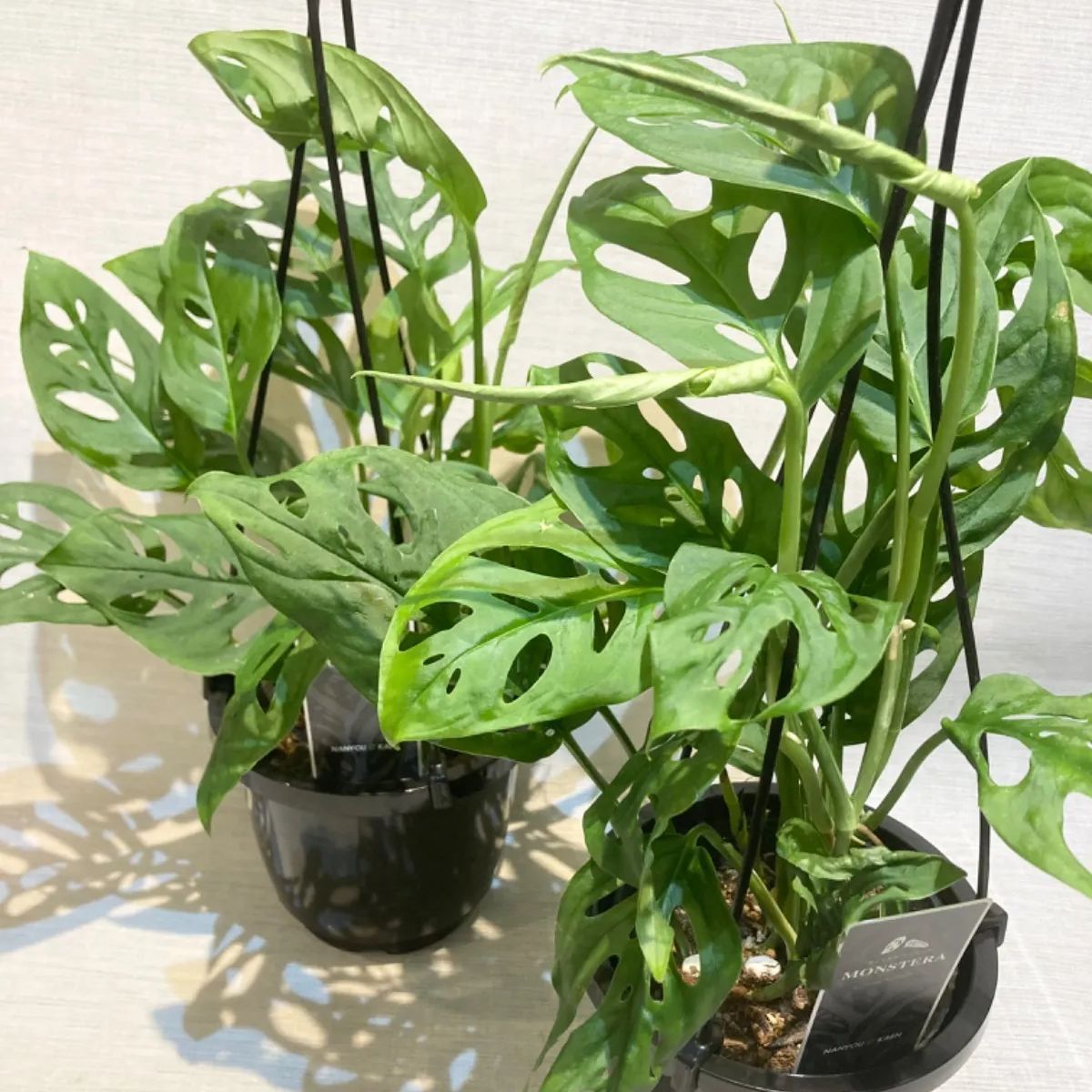 希少 モンステラ ラニアータ モトルド 希少 モンステラ ラニアタ