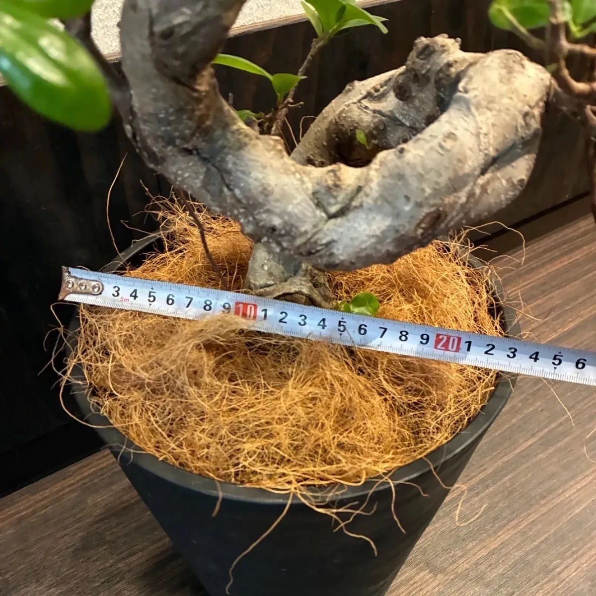 ガジュマル曲がり 昇り龍みたいな縁起が良さげな仕立て