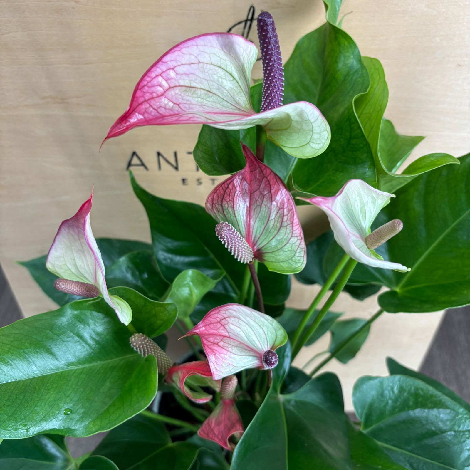 現品］【希少】1番 フィカス ジン 曲がり 7号 観葉植物 室内 レア