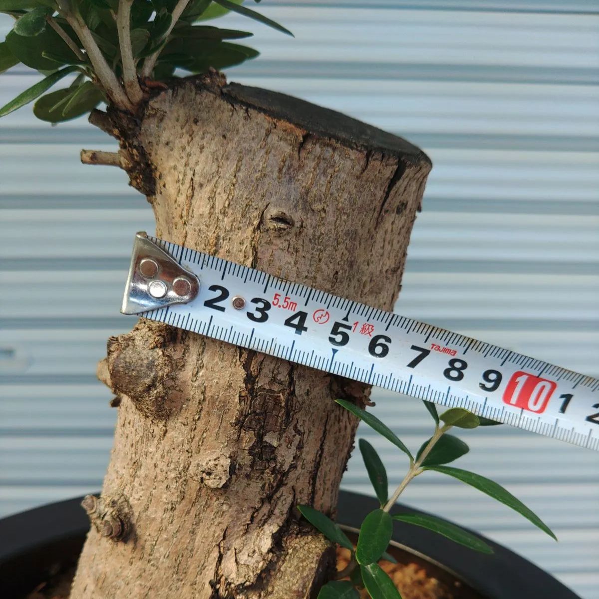 オリーブ　ミッション　古木 xl-180cm-no1801-