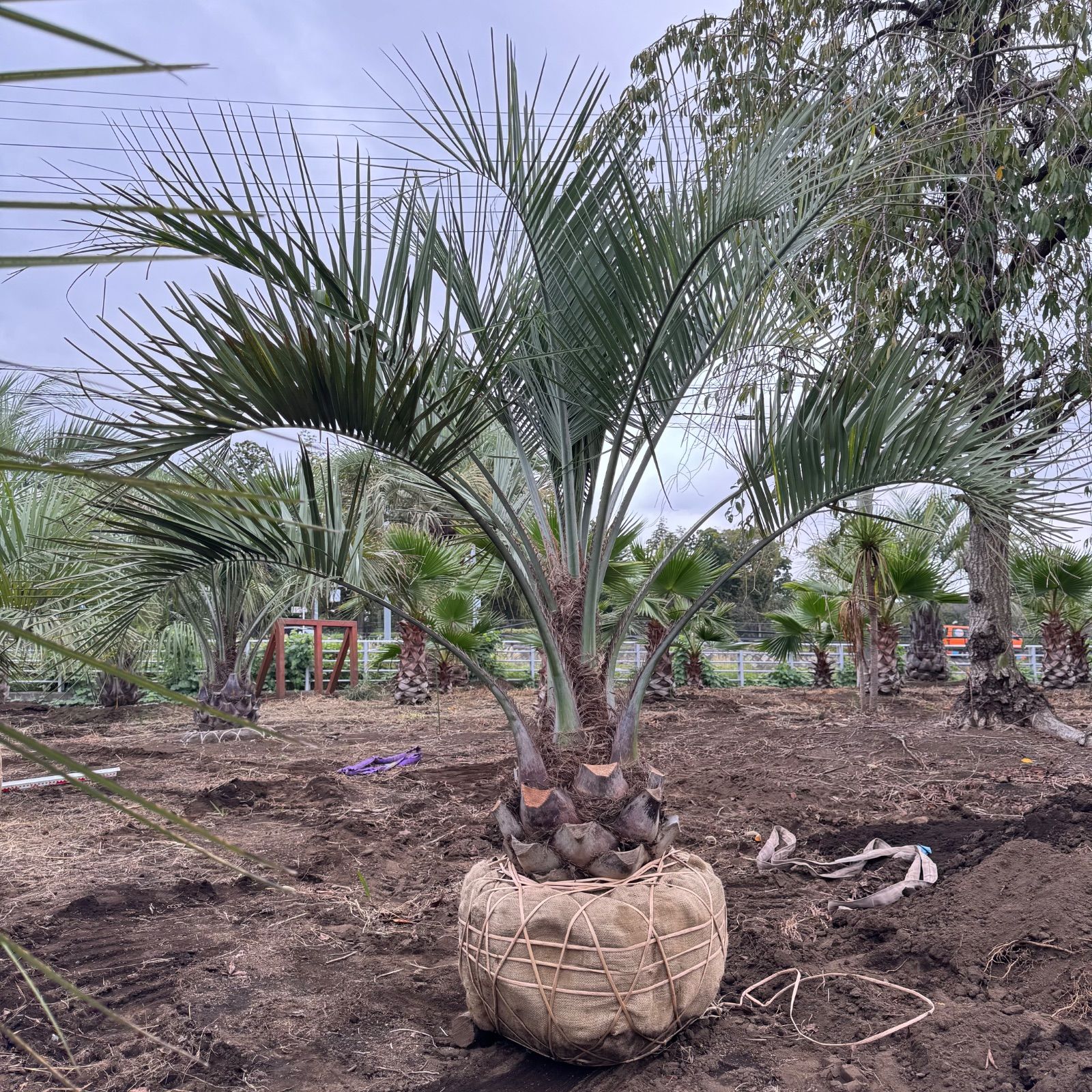 ココスヤシ　幹太　大きめ 激安】2.3m 幹太 ココスヤシ - メルカリ
