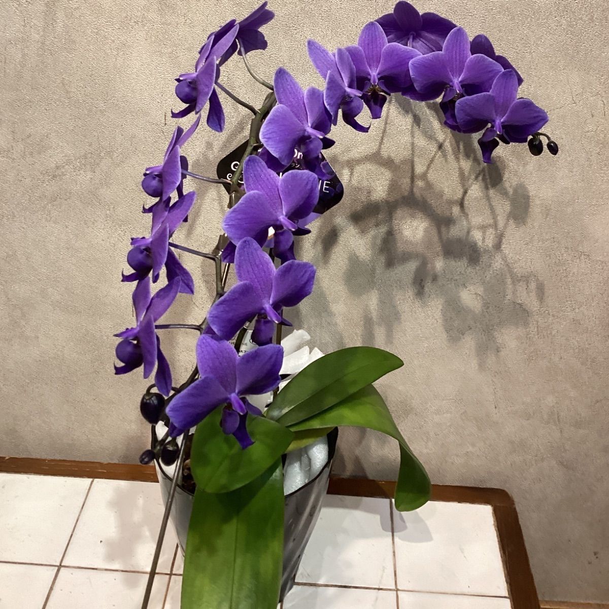 入荷少なめです❗️超希少❗️胡蝶蘭❤️ブルージーン 1本立 本日限定