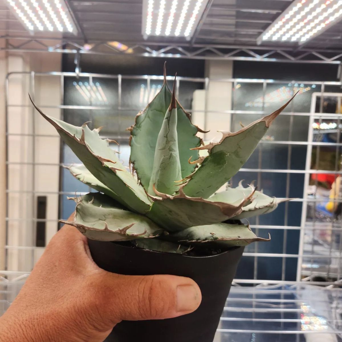 現物》アガべ チタノタ ホワイトエンバー 特選株 No.9545 5号 現物