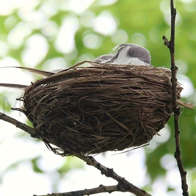 天然野生＊野鳥＊とっても可愛い枝付き【鳥の巣】巣＊小鳥の巣＊ネイティブオブジェ 新品?未使用】置物 オブジェ ガーデンオーナメント 鳥の巣の中に