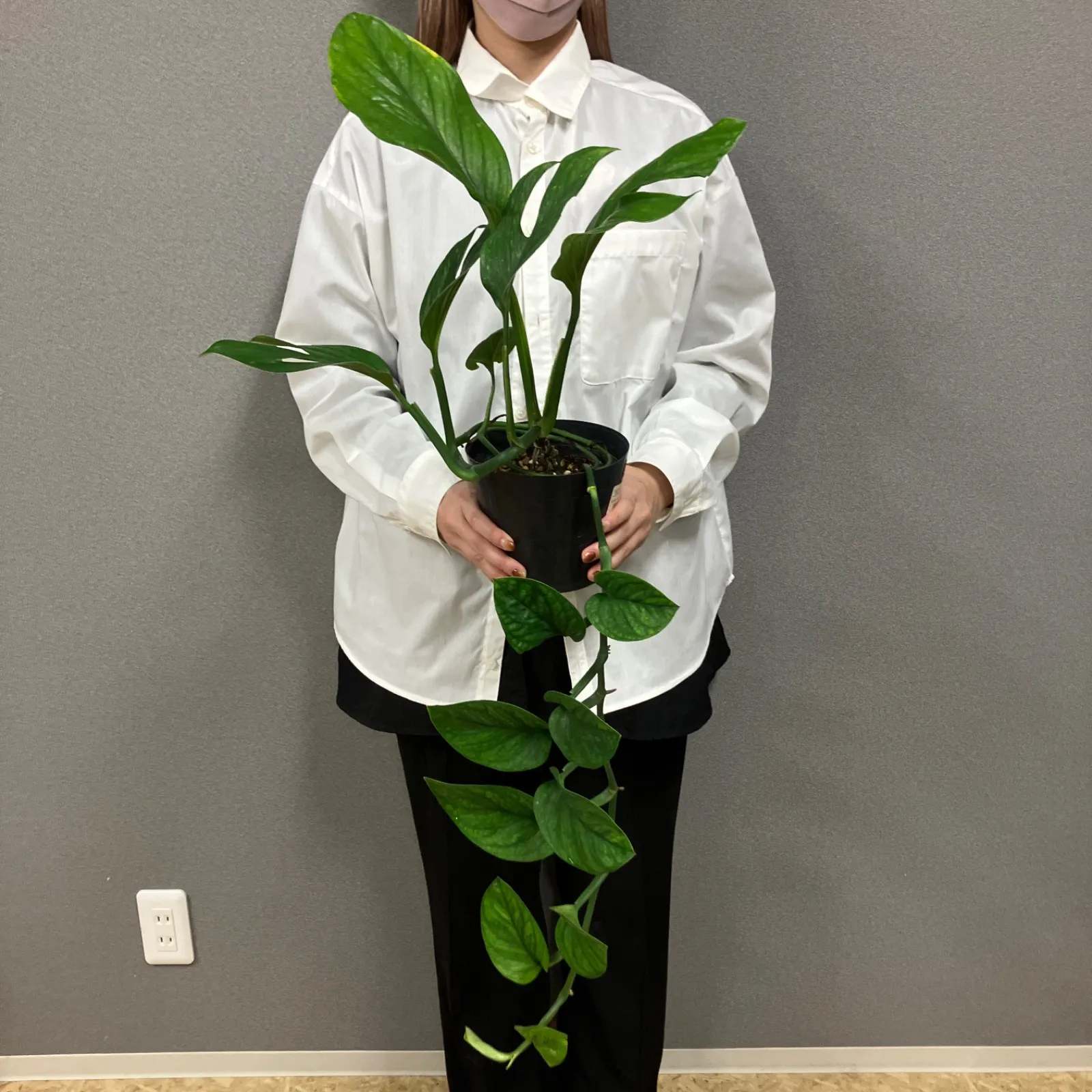 現品販売です。希少品種の花付きモンステラ・ジェイドウイング10号鉢 現品販売です。希少品種の花付きモンステラ・ジェイドウイング10号鉢