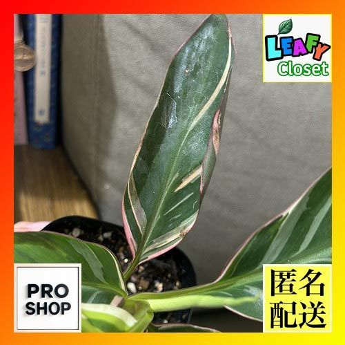 ムサノノ ピンク 3.5号 斑入りバナナ 選択可能】ムサ 'ノノ ピンク斑入り'（バナナ） – RARE PLANTS