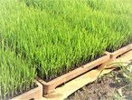 有機栽培米 黒米【古代米】 国内産（５0０ｇ）ﾊﾟｯｸ-3