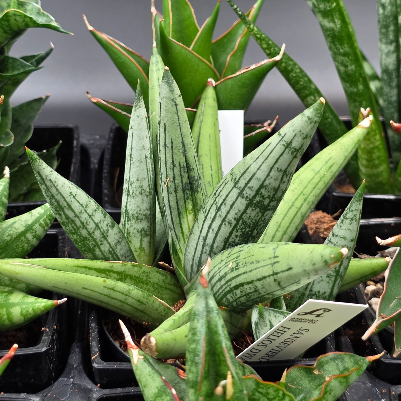 サンスベリア 希少種12品種アソートセット - メルカリ