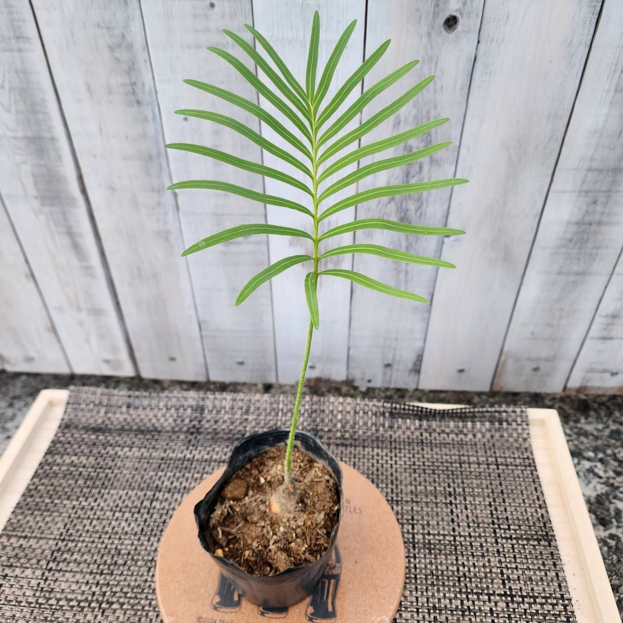 サイカス　タイシルバー　No.001　鉢、送料込　メルカリ便 2025年最新】タイシルバー ソテツの人気アイテム - メルカリ