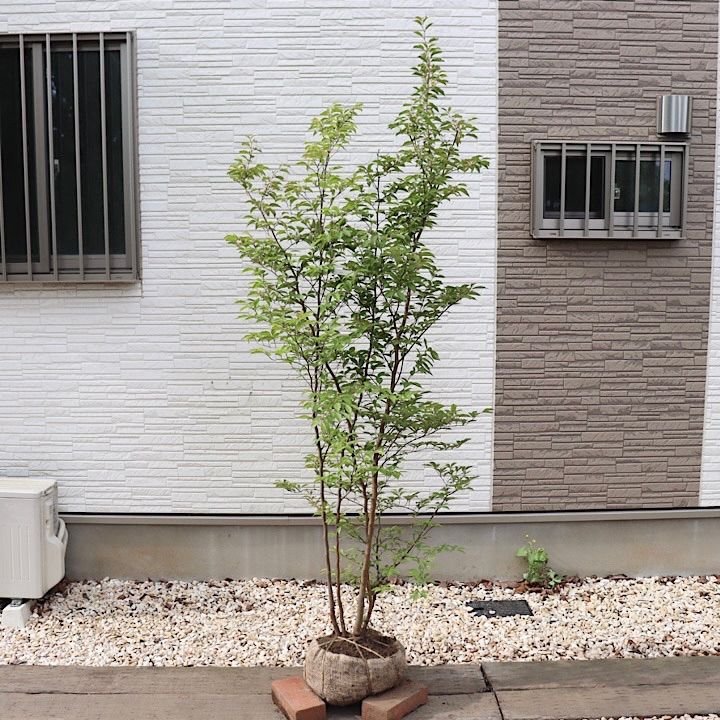 ヒメシャラ 株 立ち 株立ち ヒメシャラ - メルカリ