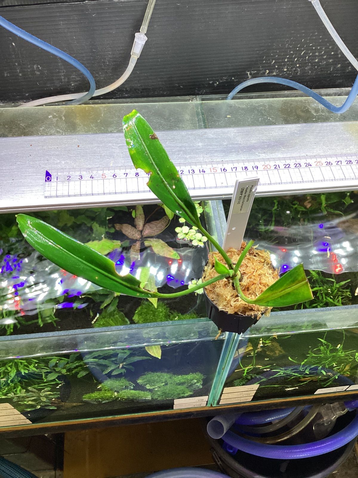 Naiadia zygoseta Sekadau West Kalimantan