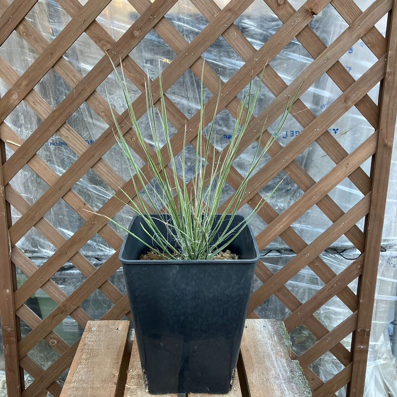 抜き苗】ユッカ エラータ Yucca elata 2024年1月9日撮影 - メルカリ