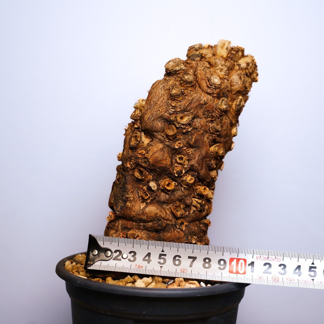 ユーフォルビア　ムランジーナ ユーフォルビア ムランジーナを追加しました！ – linkplants