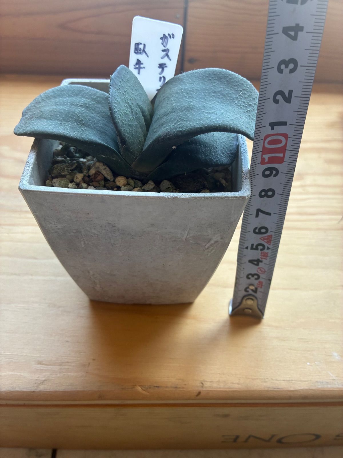 ガステリア 臥牛 - メルカリ