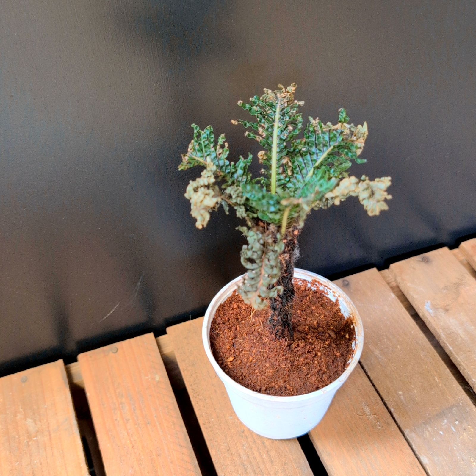 現品 鉢のまま発送