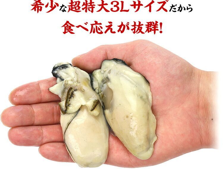 希少な超特大3Lサイズ限定販売！🦪ジャンボ広島かき2kg🦪（1kg/約25粒×2袋）【甲羅組】 カキ　牡蠣-5