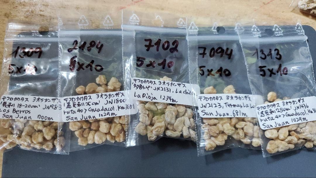 テフロカクタス アオラカンザス FNつき 18種類セット 5粒ずつ