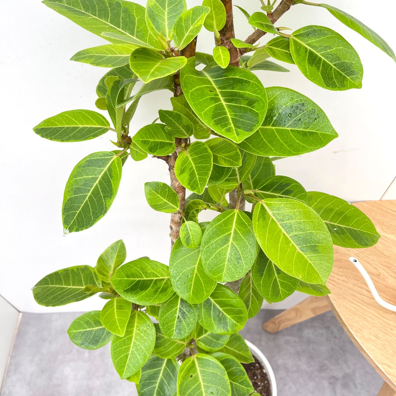 フィカス　アルテシマ　曲がり　15【現品】観葉植物　室内　大型 フィカス アルテシマ 曲がり 15【現品】観葉植物 室内 大型