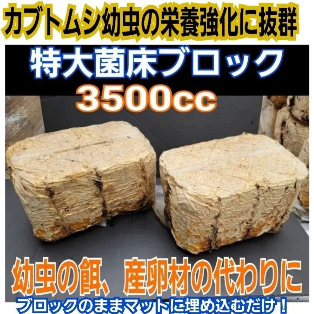 カブトムシ幼虫の栄養強化に抜群！特大キクラゲ菌床ブロック【4個】マットに埋め込むと幼虫がモリモリ食べ大きくなります！クヌギ100％原料