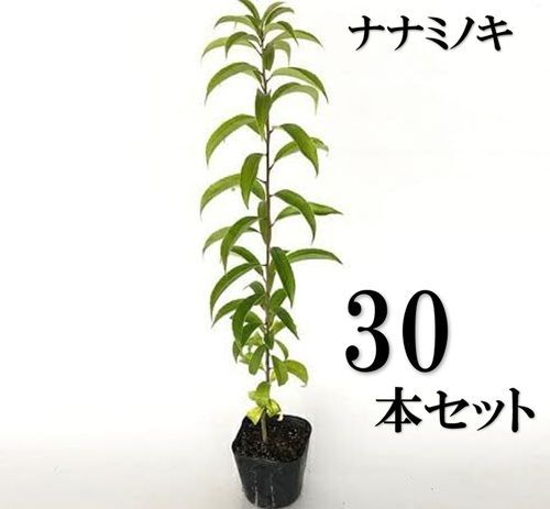 30本セット ナナミノキ樹高0.3m前後10.5cmポット