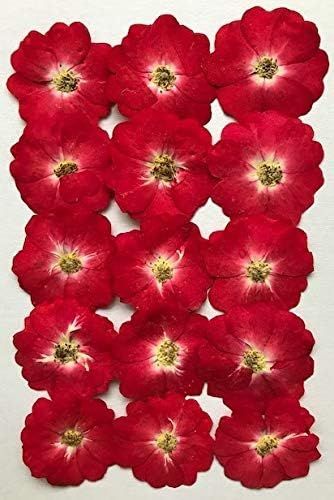 【在庫処分】フクサン 押し花パック 野ばら 赤(正面押し)15個入 FUK-1080 ネイル・レジンなどに最適