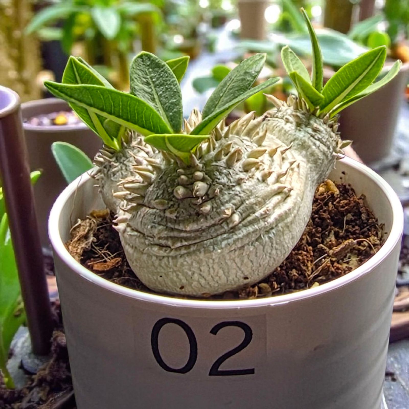 良形・人気種】パキポディウム・ブレビカウレ “恵比寿笑い