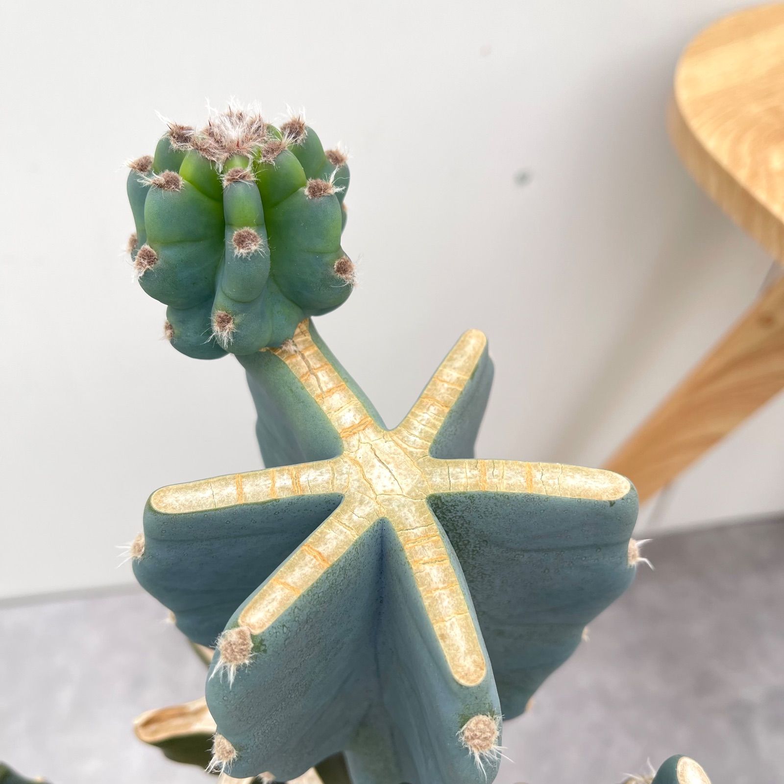 柱サボテン ブランチ