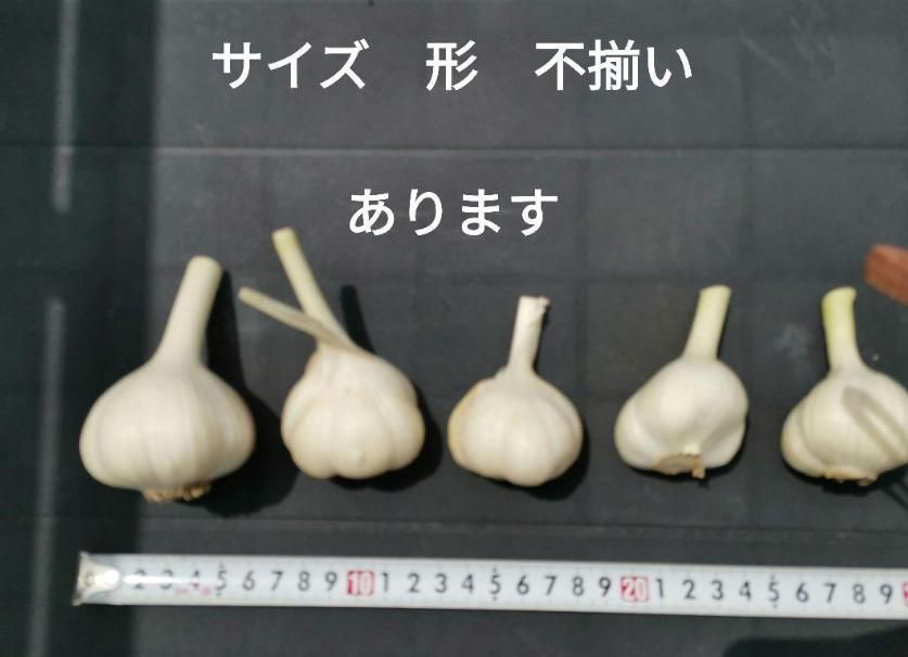 乾燥ニンニク 5kg 【農薬・化学肥料不使用】北海道産 国産 福地