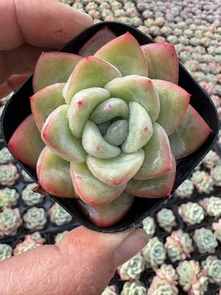 70株の抜き苗セット】いちごシュー 多肉植物 佐川急便発送 エケベリア