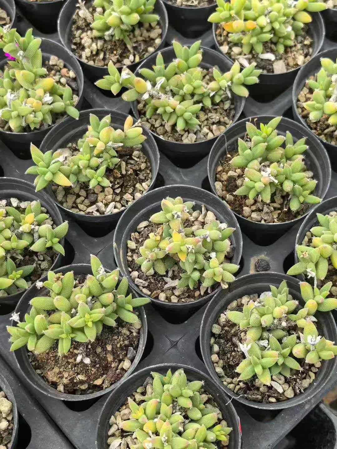 32鉢の土鉢付きセット トリコディアデマ イントンサム 多肉植物 佐川急便発送 エケベリア 韓国苗 MY732 WWW_GEBZETESISAT_COM_TR