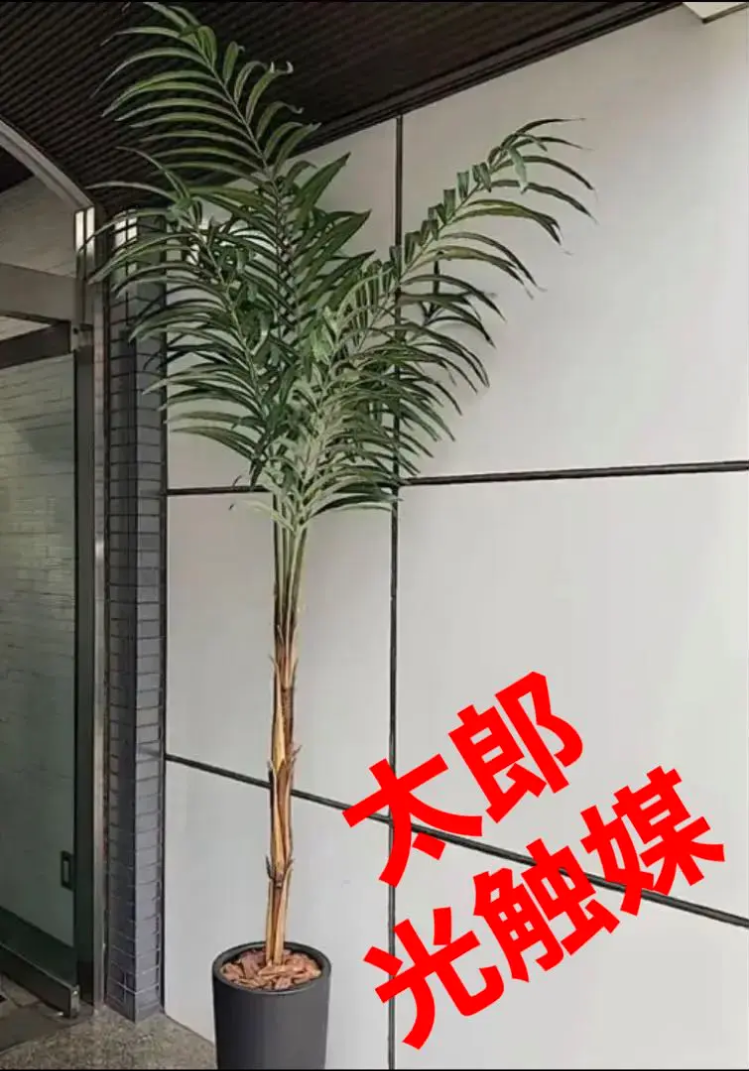 光触媒 人工観葉植物 ウォールグリーン フェイクグリーン マニラヤシ