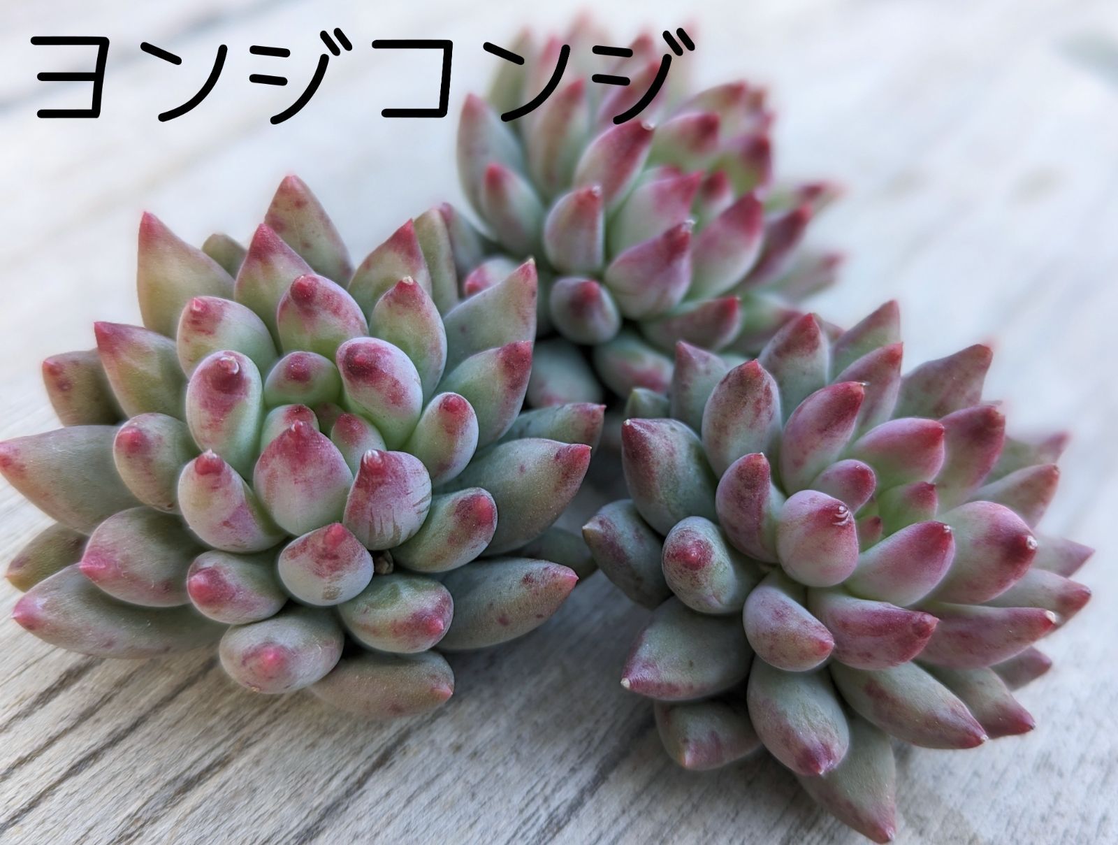 多肉植物 エケベリア ヨンジコンジ 1番大きいの1カット ᵕ̈* ヨンジコンジって2種類あるけど 私は こっちの方が好き