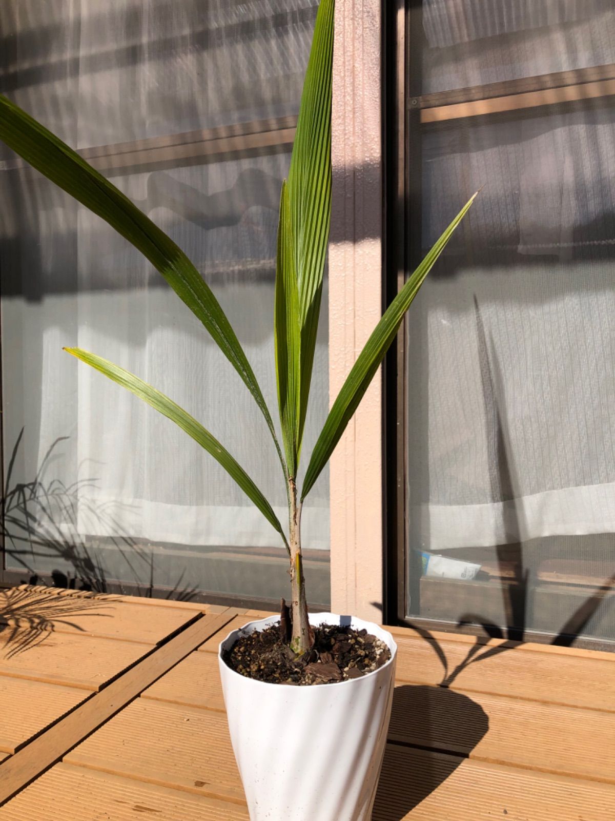 女王ヤシ クイーンパーム 観葉植物 - 植物