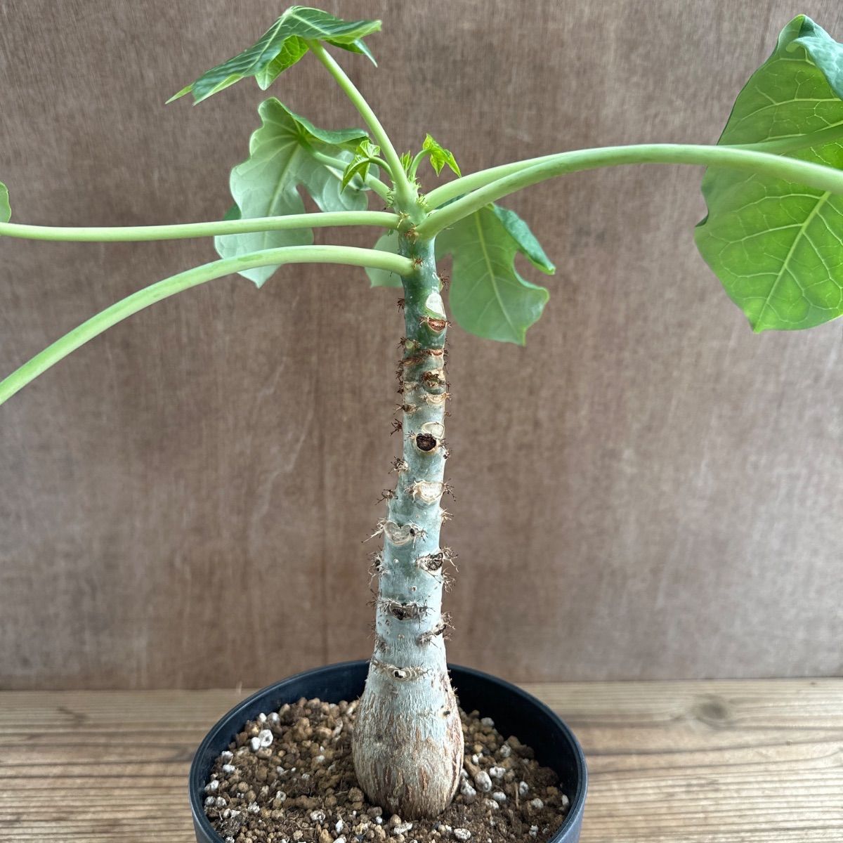 サンプル】ヤトロファ ポダグリカ 黄色花 Jatropha podagrica