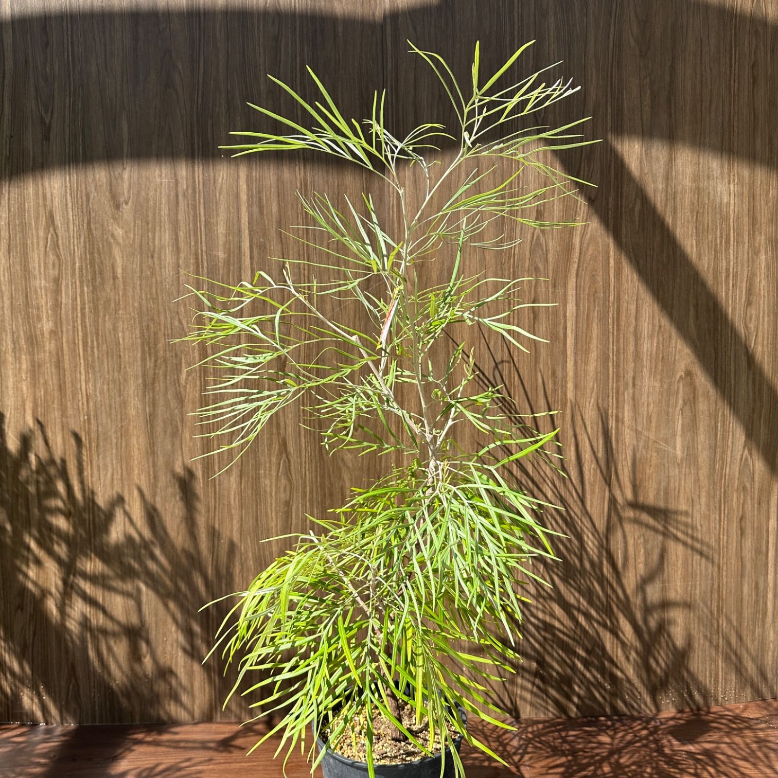 オージープランツ