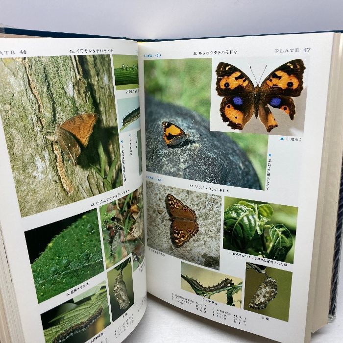 原色日本蝶類図鑑＋原色日本蝶類生態図鑑1,2,3 4
