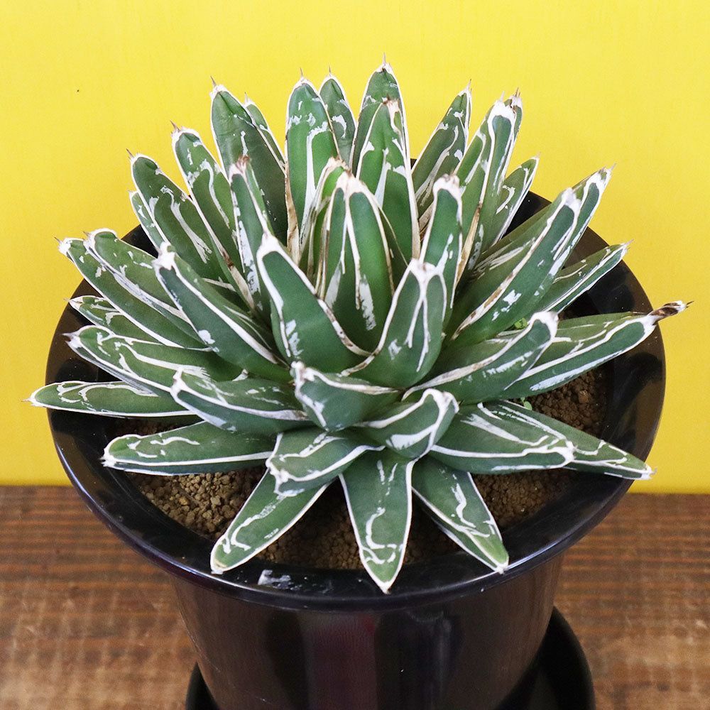 観葉植物 アガベ 笹の雪 6号 【現品】 黒プラスチック鉢 鉢皿付