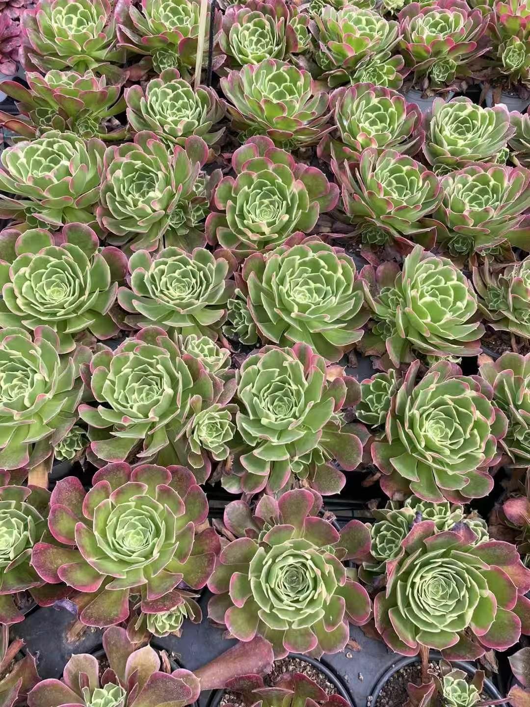 抜き苗 ユエチャン MY120×16株 ふっくら 多肉植物 エケベリア