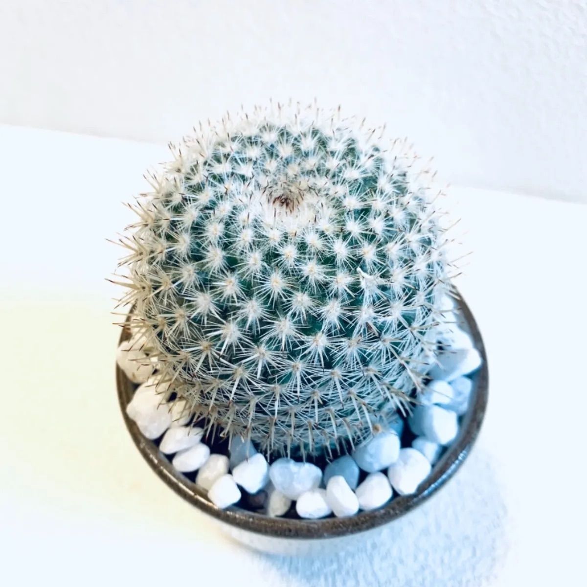 おトク 新品 未使用 ハイドロカルチャー サボテン 希望丸 マミラリア 小石原焼 飛びかんな 陶器 植物 観葉植物 Riversideallofusornone Org Riversideallofusornone Org