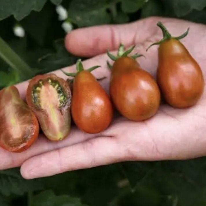 チョコレートペアトマトの種(自然栽培) - メルカリ