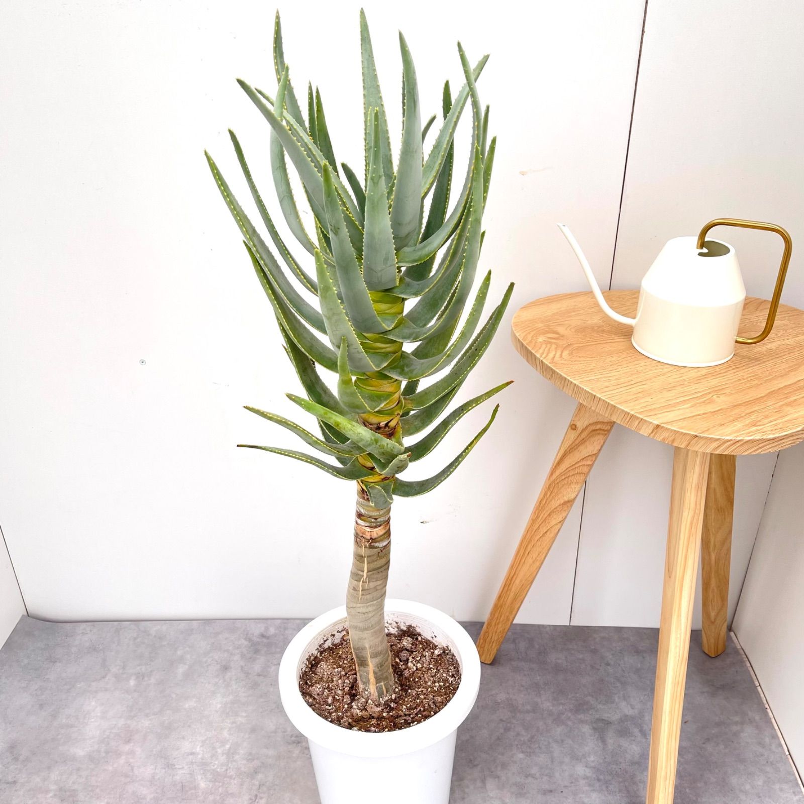 アロエ デコトマ【現品】観葉植物 多肉植物 8号